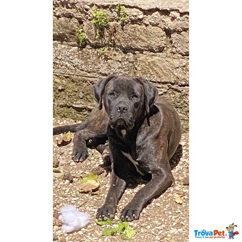 Cuccioli di cane Corso - Foto n. 7