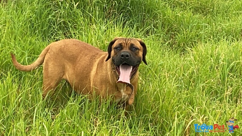 Cuccioli di cane Corso - Foto n. 8