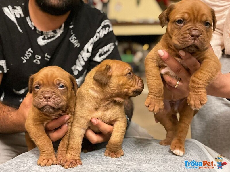 Cuccioli Dogue de Bordeaux - Foto n. 1