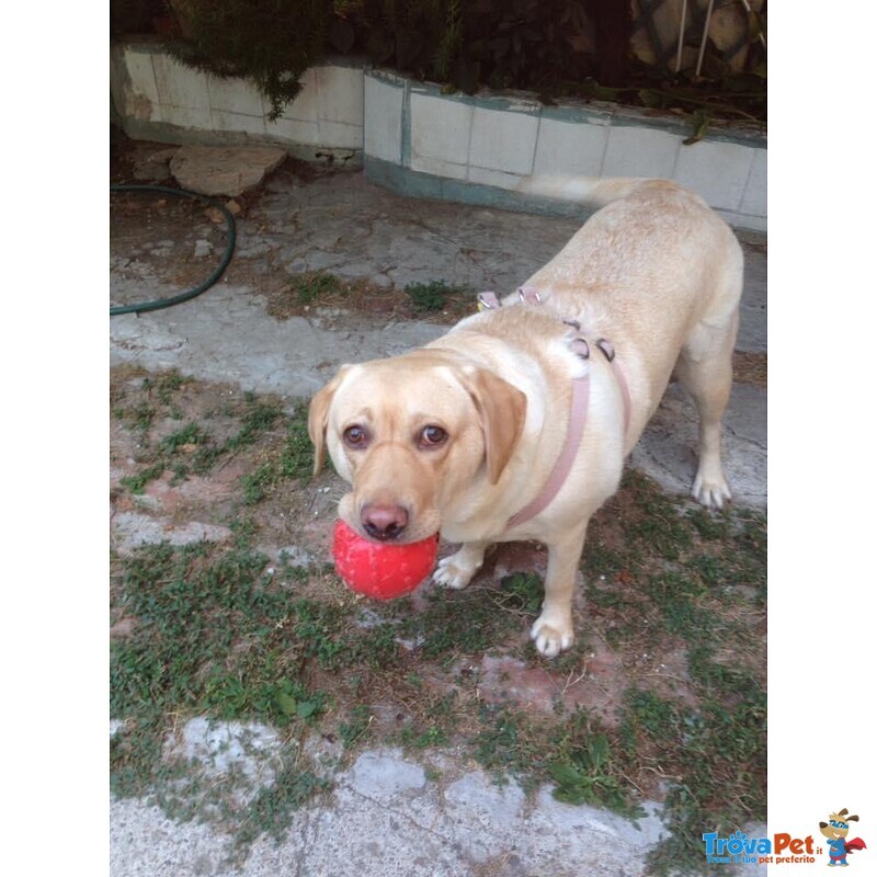 Kira Cucciolona di 6 anni di Razza Labrador Retriever - Foto n. 3