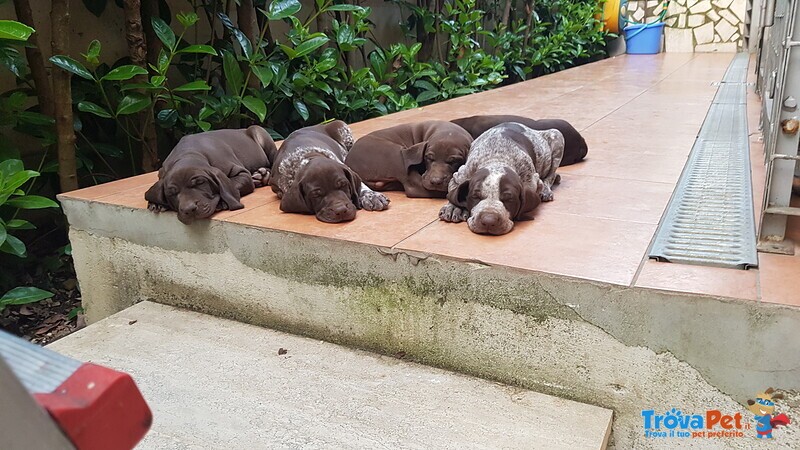 Cedesi Cuccioli di Kurzhaar alta Genealogia - Foto n. 1