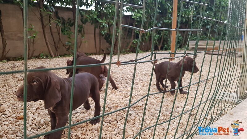 Cedesi Cuccioli di Kurzhaar alta Genealogia - Foto n. 6