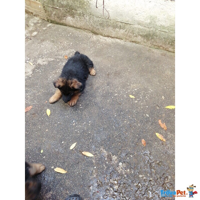 Cuccioli di Pastore Tedesco pelo Lungo - Foto n. 4