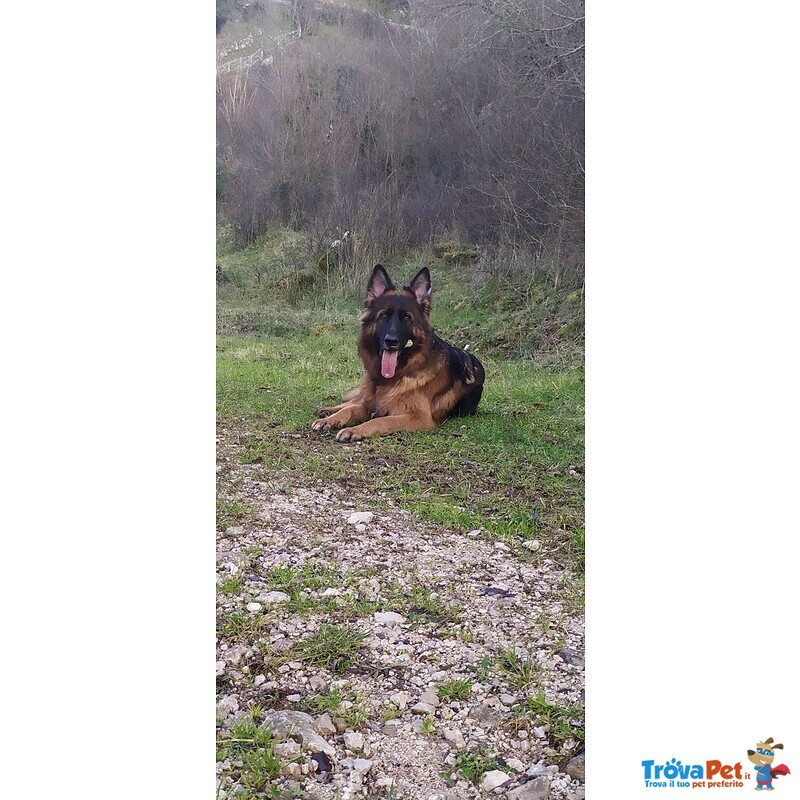 Cuccioli di Pastore Tedesco pelo Lungo - Foto n. 5