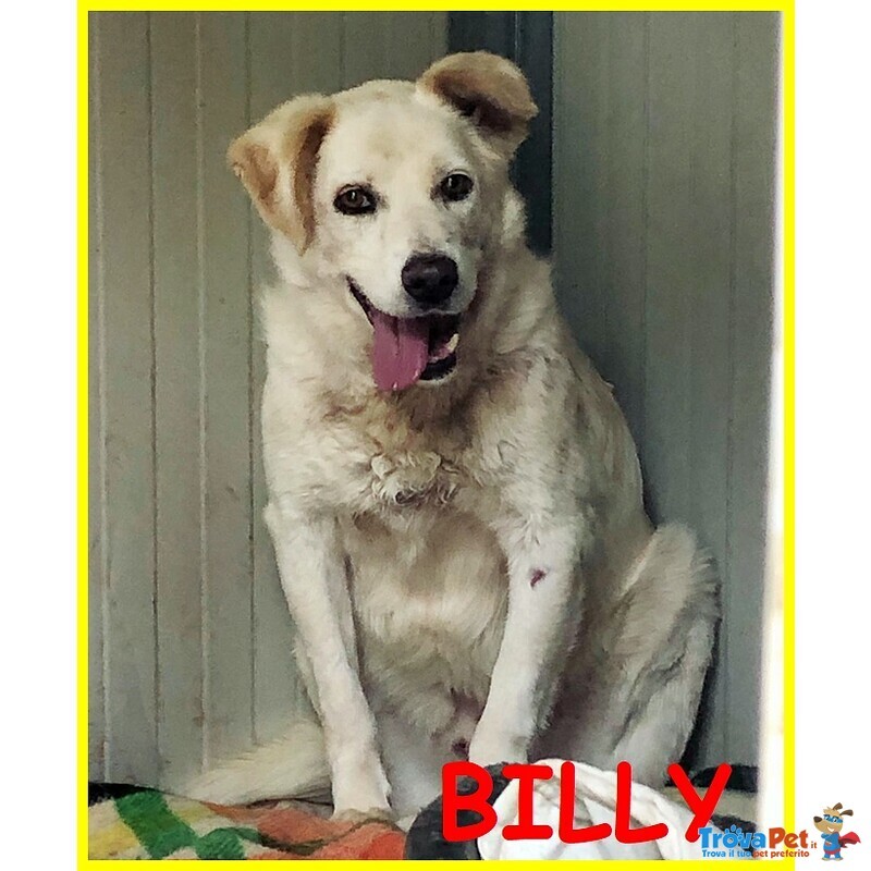 Billy 7 anni Molto Spaventato ma Merita Anche lui una Possibilità - Foto n. 1