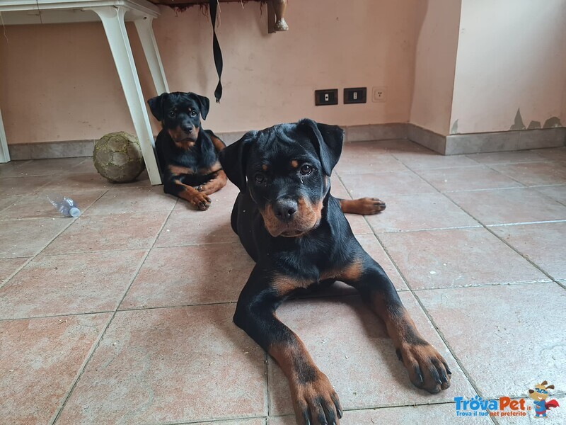 Cuccioli di Rottweiler - Foto n. 1