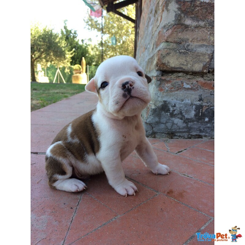 Cucciolata di Bulldog Inglese - Foto n. 3