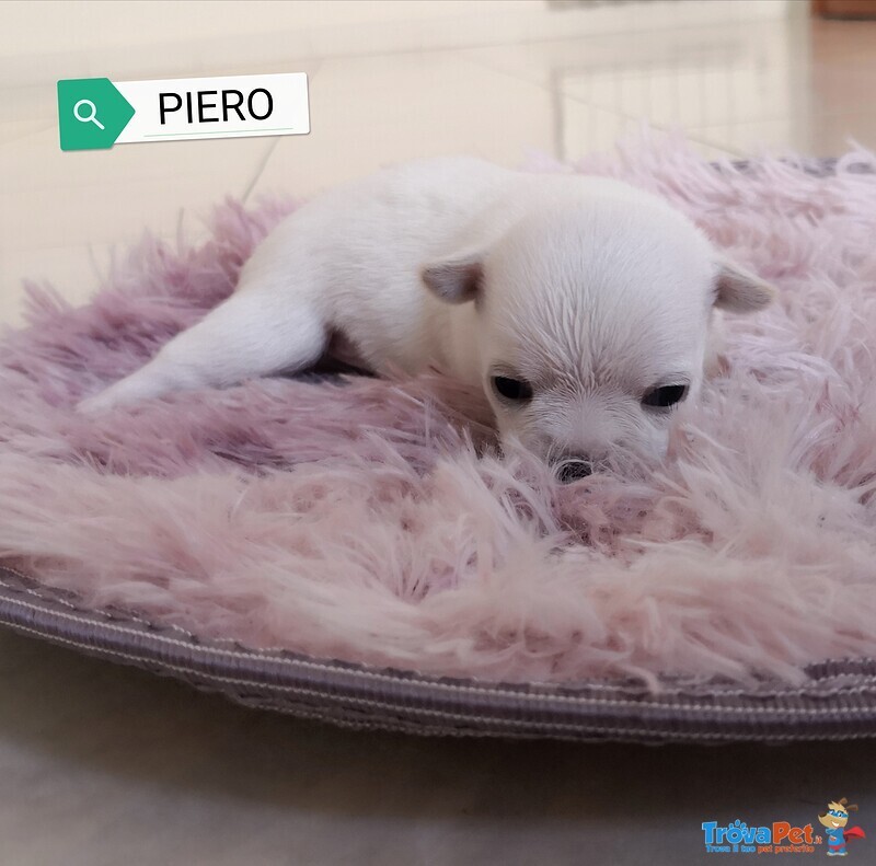 Cuccioli di Chihuahua - Foto n. 1