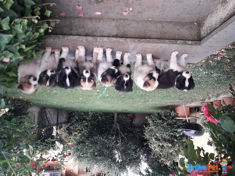 Cuccioli Border Collie - Foto n. 2