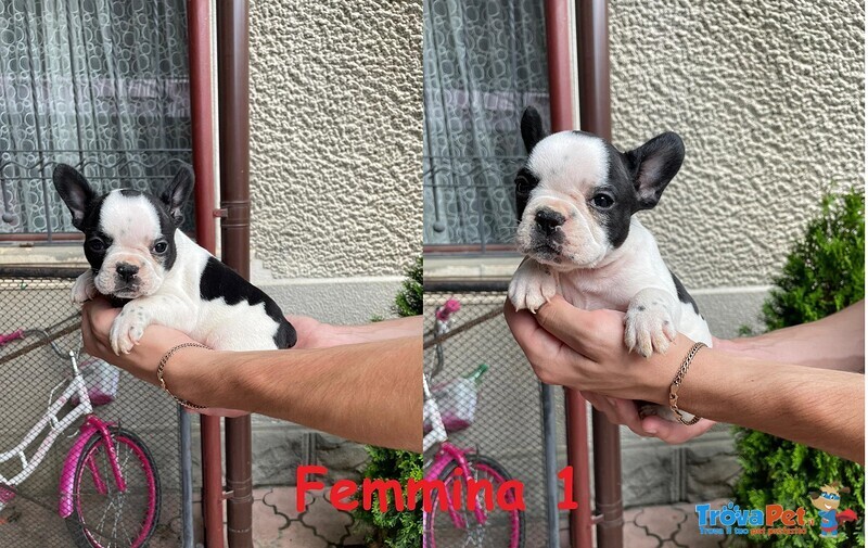 Cuccioli di Bulldog Francese - Foto n. 1