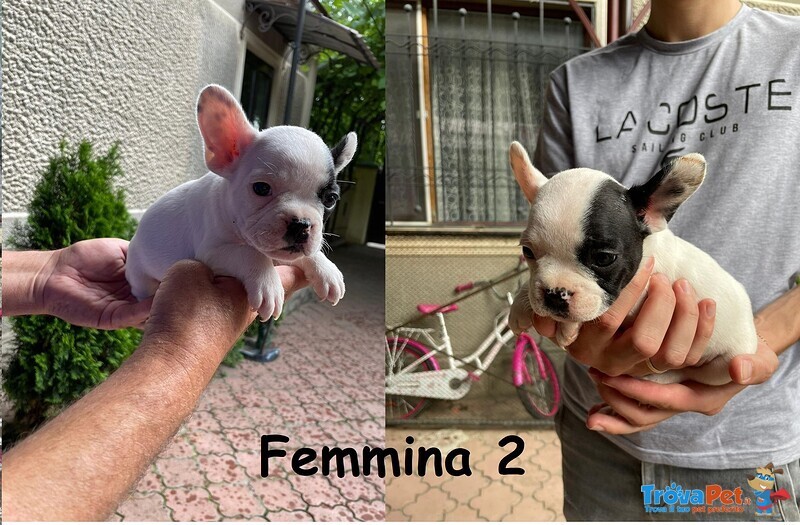 Cuccioli di Bulldog Francese - Foto n. 2