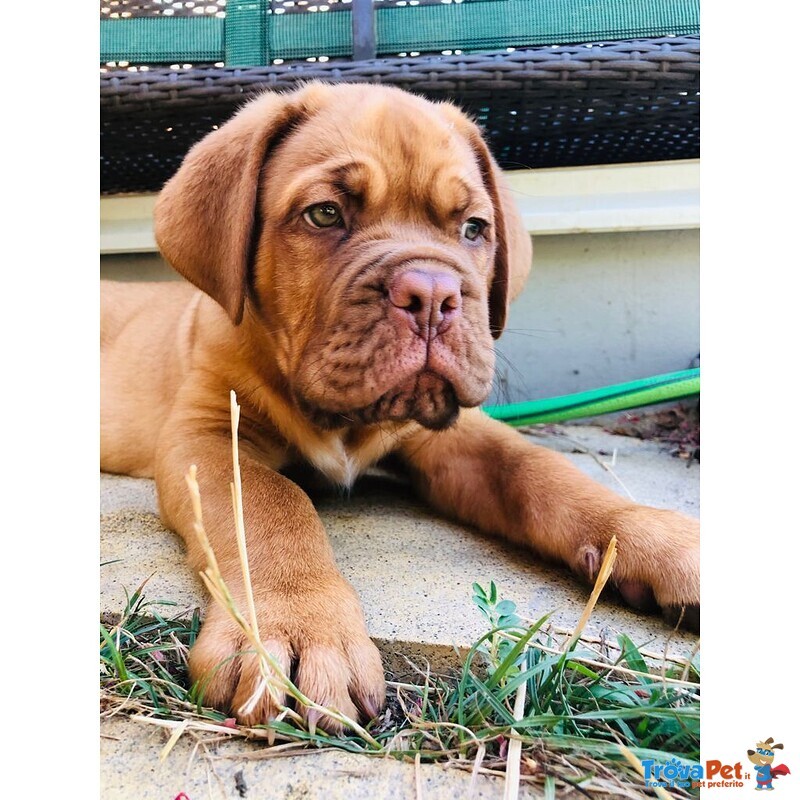 Cuccioli Dogue de Bordeaux - Foto n. 2