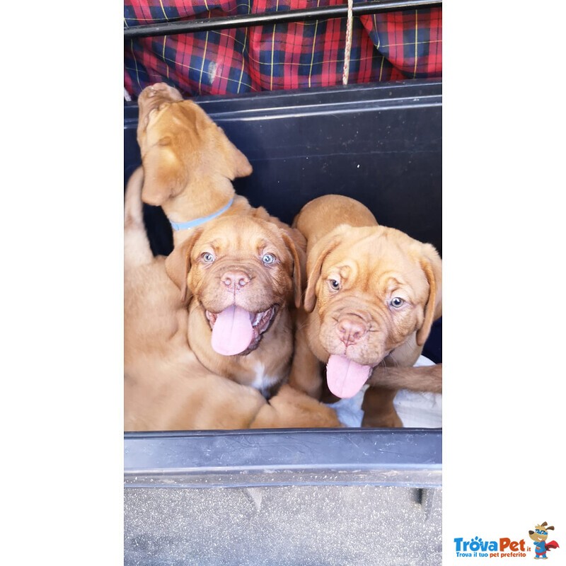 Cuccioli Dogue de Bordeaux - Foto n. 1