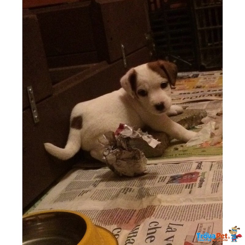 Disponibili Cuccioli di jack Russel - Foto n. 3