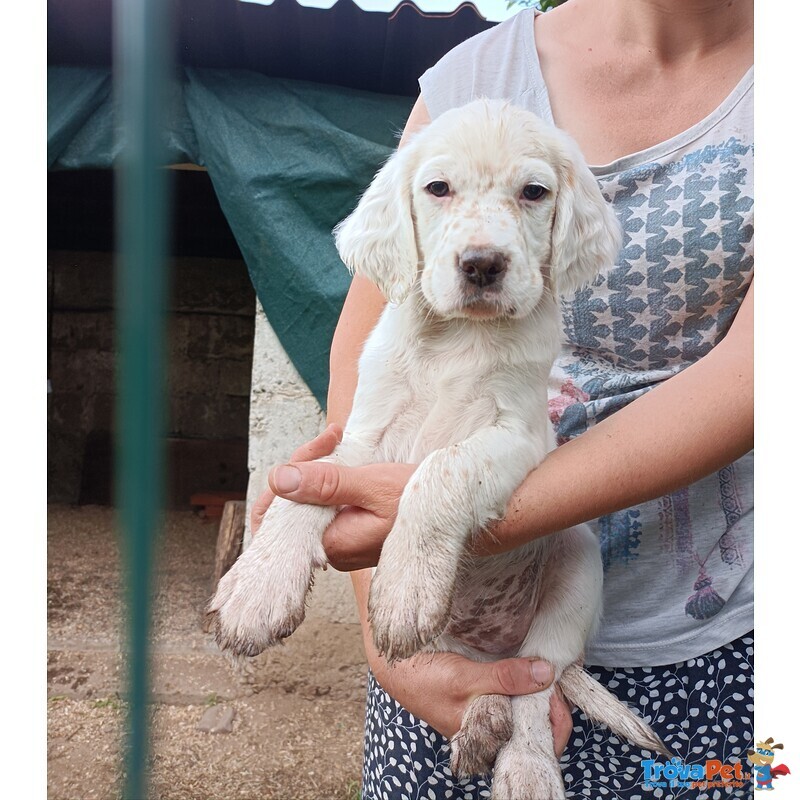 Vendo Cuccioli di Setter Inglese - Foto n. 1