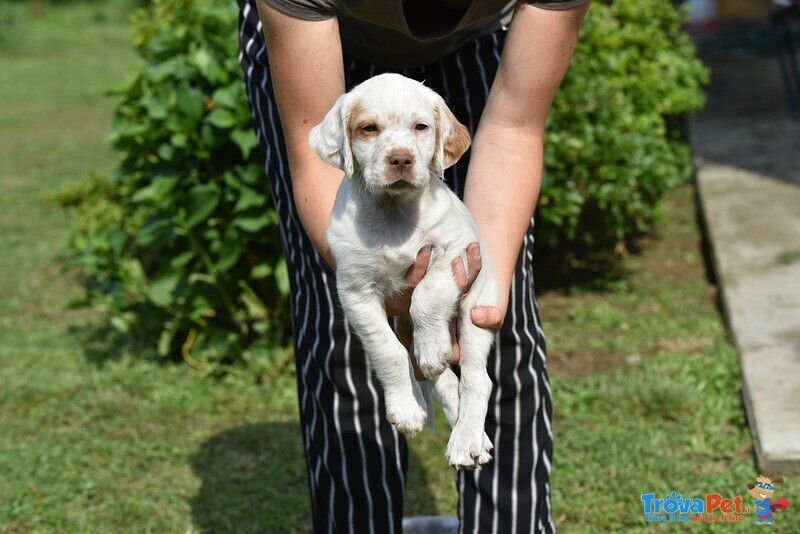 Vendo Cuccioli di Setter Inglese - Foto n. 2