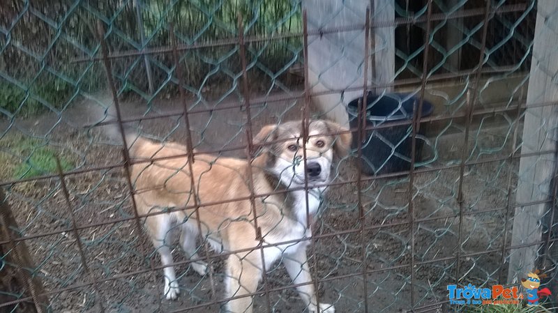 Baddy Docilissimo Taglia Media Abbandonato su una Strada di Campagna Cerca Affetto - Foto n. 3