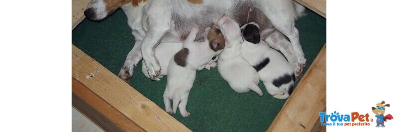 Cuccioli jack Russel Disponibili - Foto n. 1