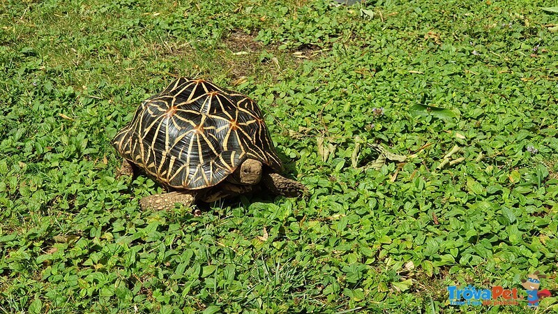 Tartaruga di Terra Geochelone Elegans - Foto n. 2