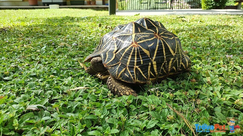 Tartaruga di Terra Geochelone Elegans - Foto n. 3