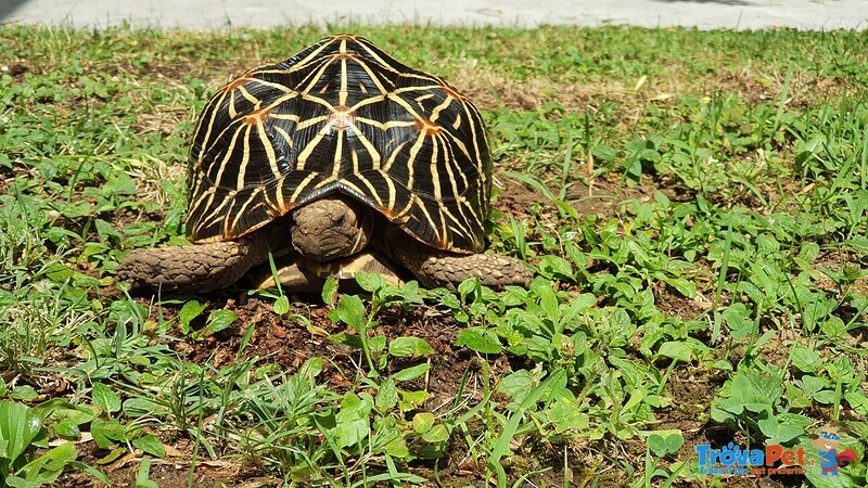 Tartaruga di Terra Geochelone Elegans - Foto n. 5