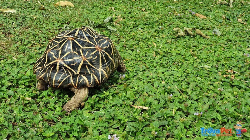 Tartaruga di Terra Geochelone Elegans - Foto n. 7