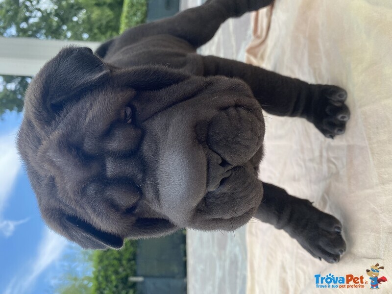 Cuccioli shar pei Maschi e Femmina - Foto n. 2