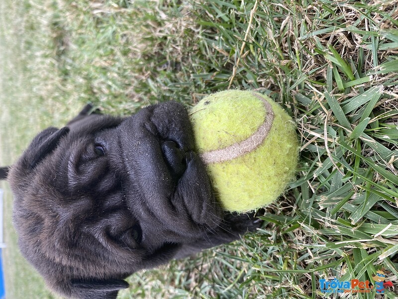 Cuccioli shar pei Maschi e Femmina - Foto n. 1