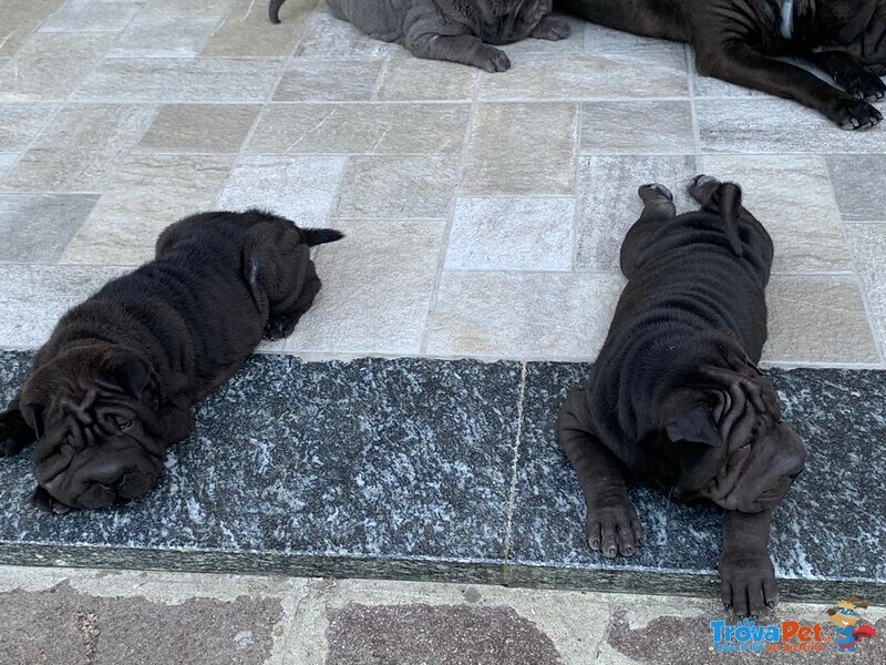 Cuccioli shar pei Maschi e Femmina - Foto n. 5