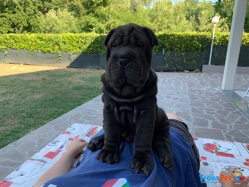 Cuccioli shar pei Maschi e Femmina - Foto n. 6