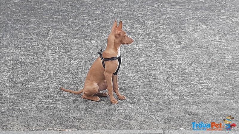 Regalo Cucciola Cirneco Dell'etna - Foto n. 2