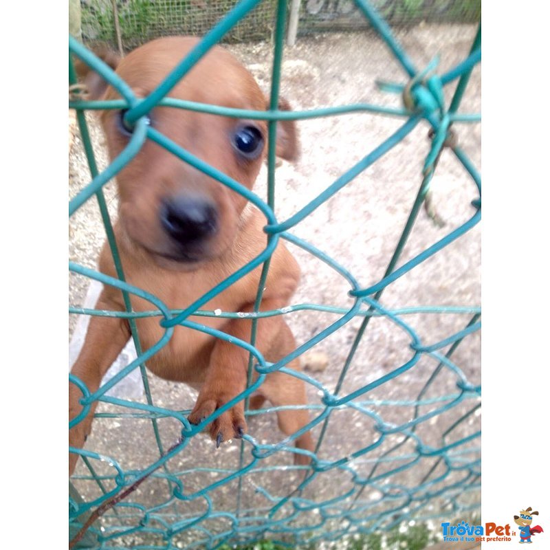 Cuccioli di Pinsher nano Perugia - Foto n. 3