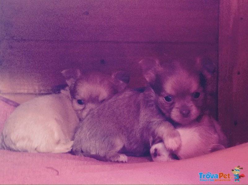 Cuccioli di Chihuahua Perugia - Foto n. 1