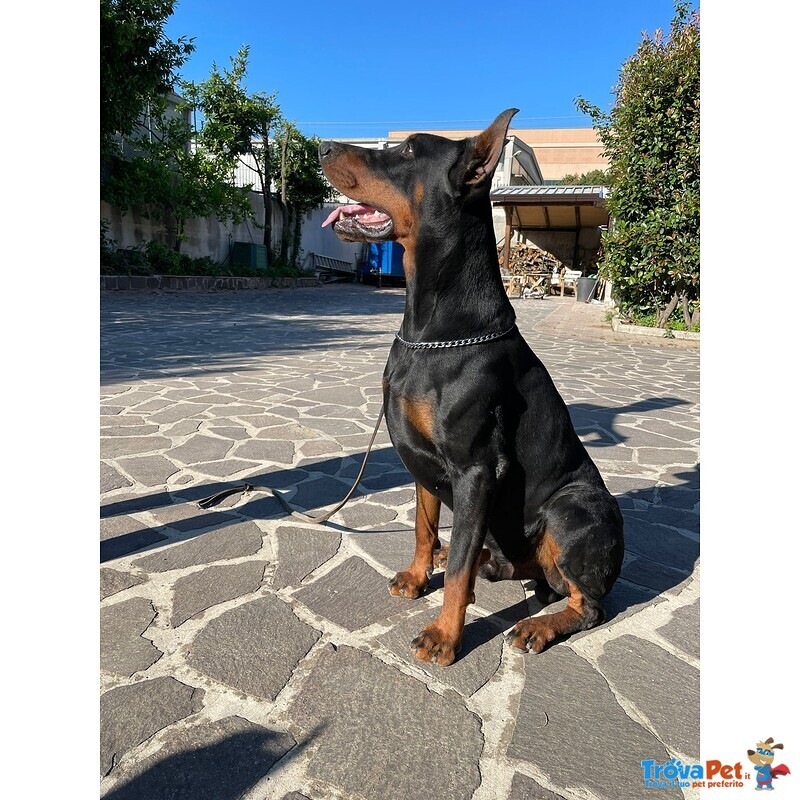 Dobermann Cuccioli - Foto n. 3