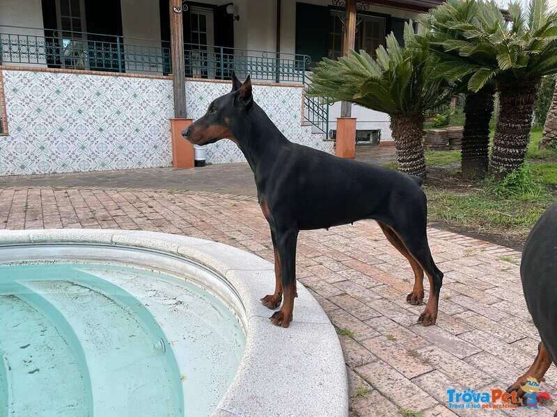 Dobermann Cuccioli - Foto n. 5