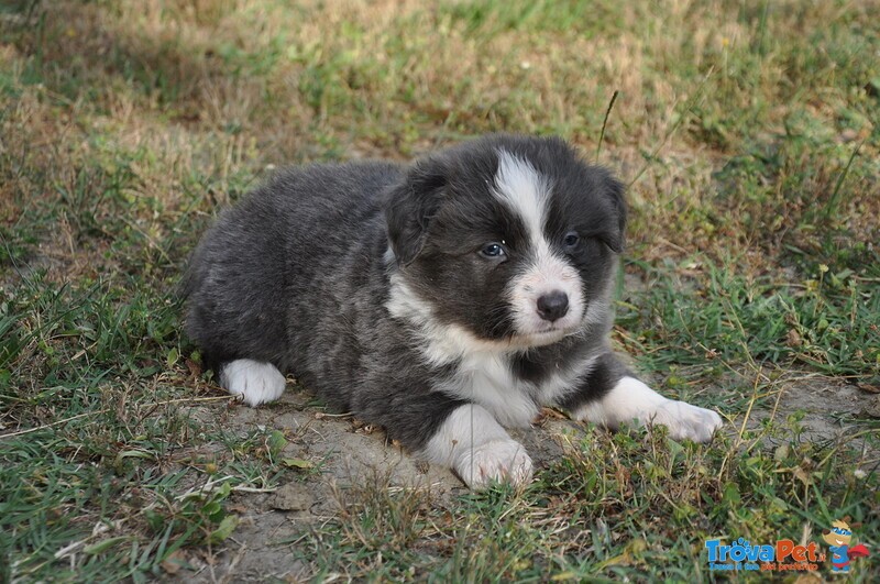 Cuccioli Border Collie con Pedigree - Foto n. 2