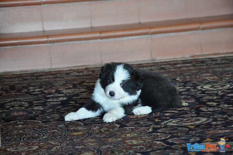 Cuccioli Border Collie con Pedigree - Foto n. 3