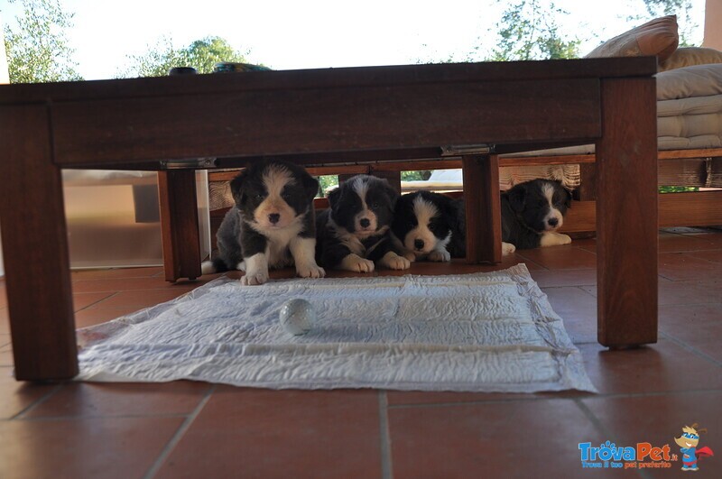 Cuccioli Border Collie con Pedigree - Foto n. 1