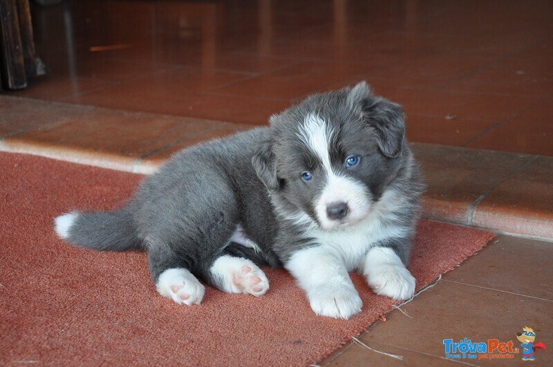 Cuccioli Border Collie con Pedigree - Foto n. 4