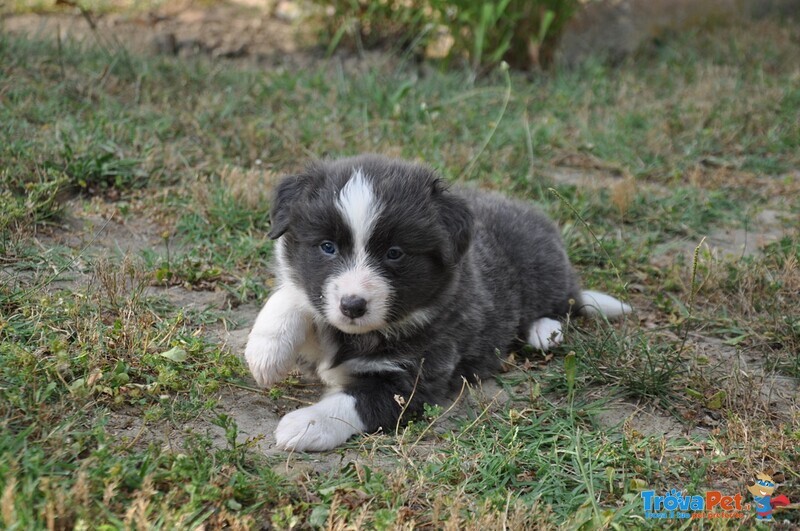 Cuccioli Border Collie con Pedigree - Foto n. 5