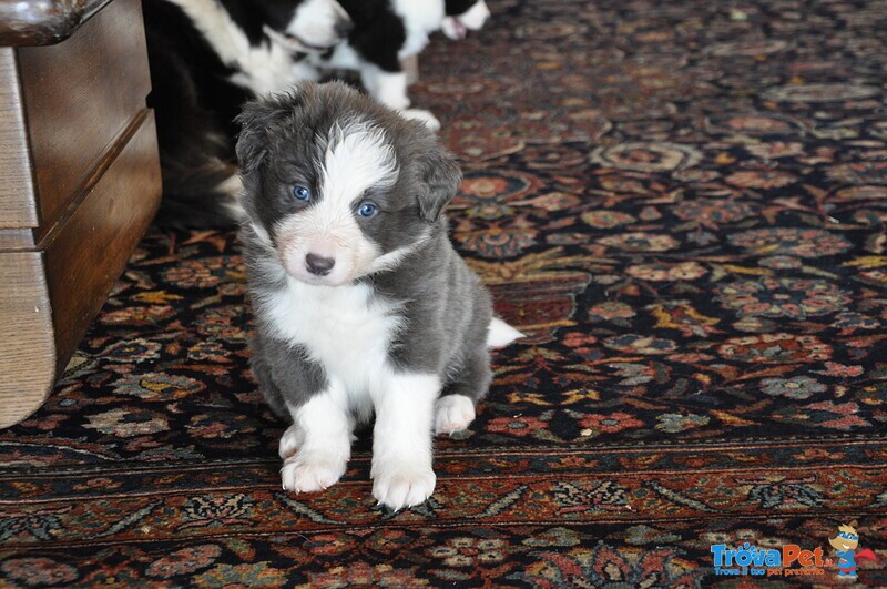 Cuccioli Border Collie con Pedigree - Foto n. 6