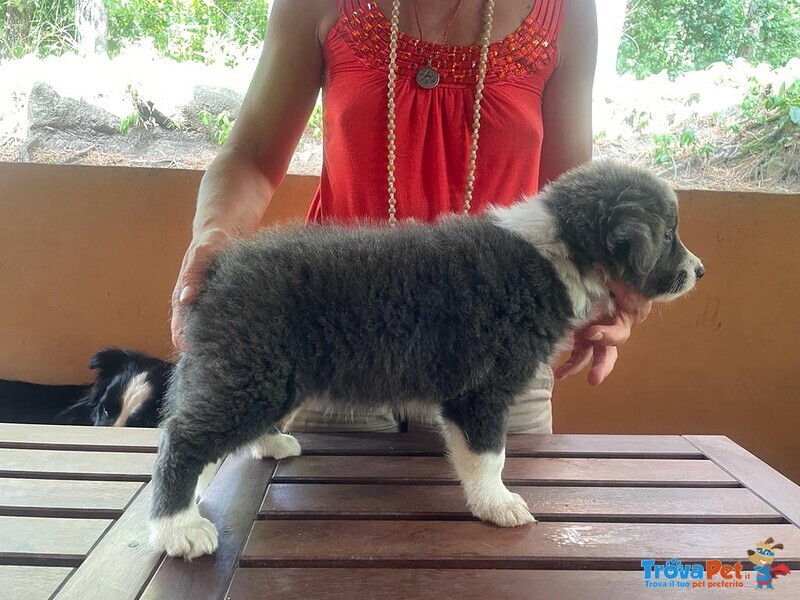 Cuccioli Border Collie con Pedigree - Foto n. 7