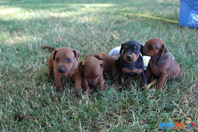 Zwergpinscher (pinscher Nani) - Foto n. 1