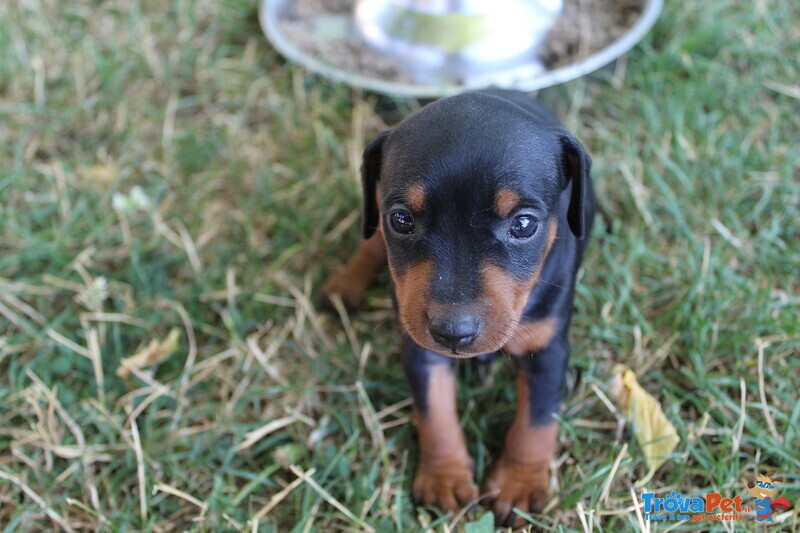 Zwergpinscher (pinscher Nani) - Foto n. 2