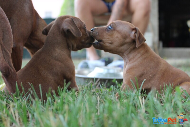 Zwergpinscher (pinscher Nani) - Foto n. 3