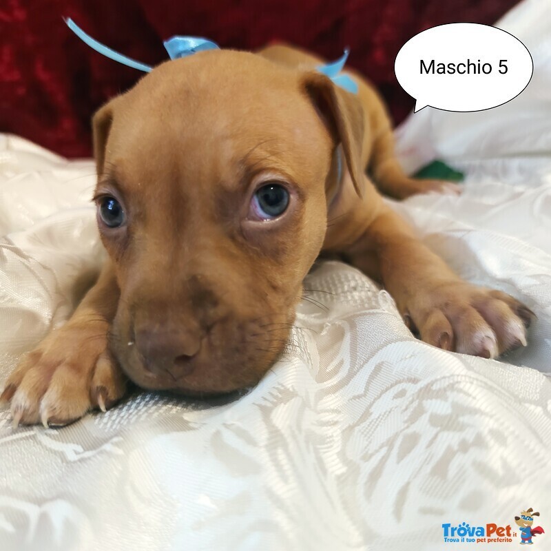 Cuccioli Pitbull red Nose - Foto n. 1