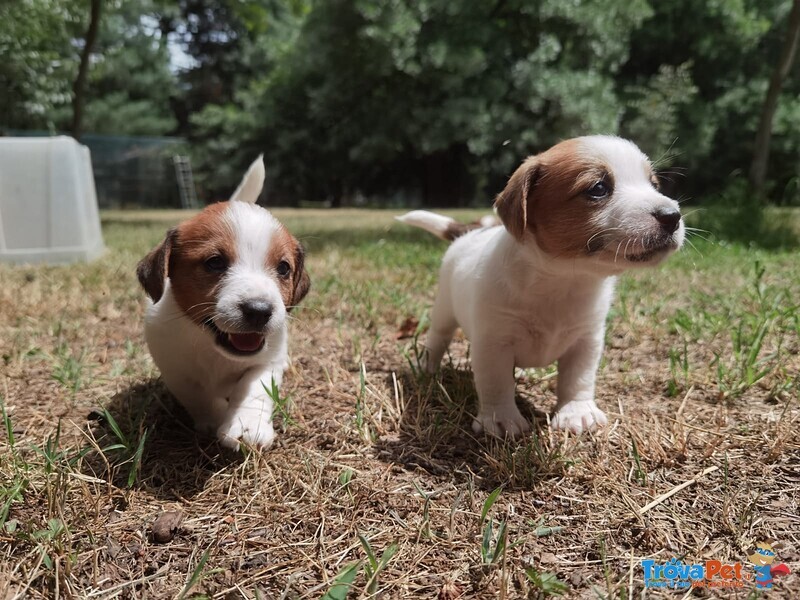 Cuccioli di jack Russell Terrier - Foto n. 3