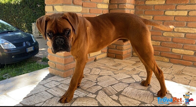 Boxer Fulvo - Foto n. 1