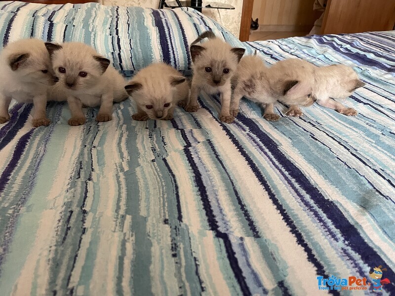 Cuccioli di Gatto Siamese - Foto n. 1