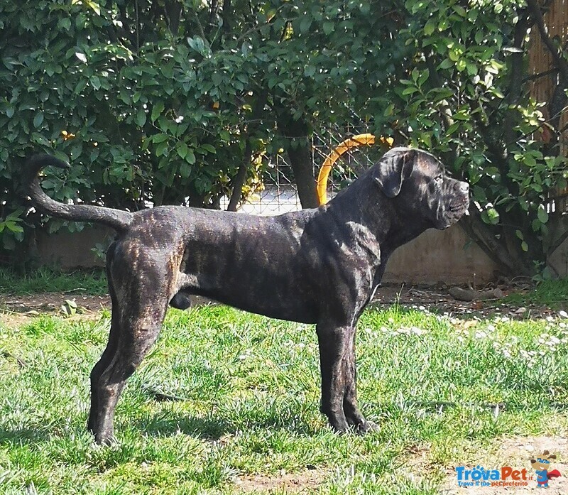 Cucciola nera Disponibile di cane Corso - Foto n. 2